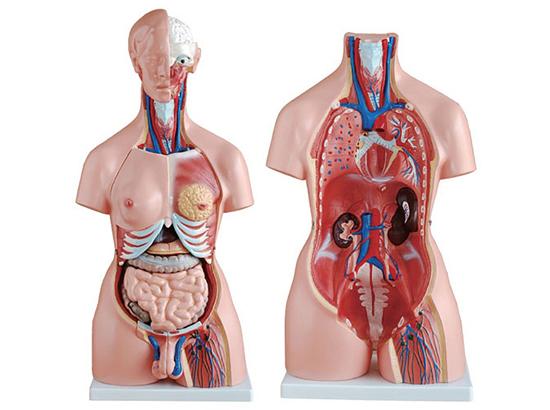 KM/8523 Dual-sex torso(85cm/23parts)