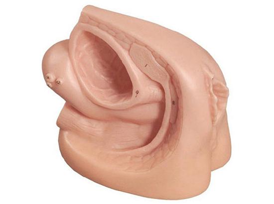 KM/D6 Female Internal and External Gential Organ Model